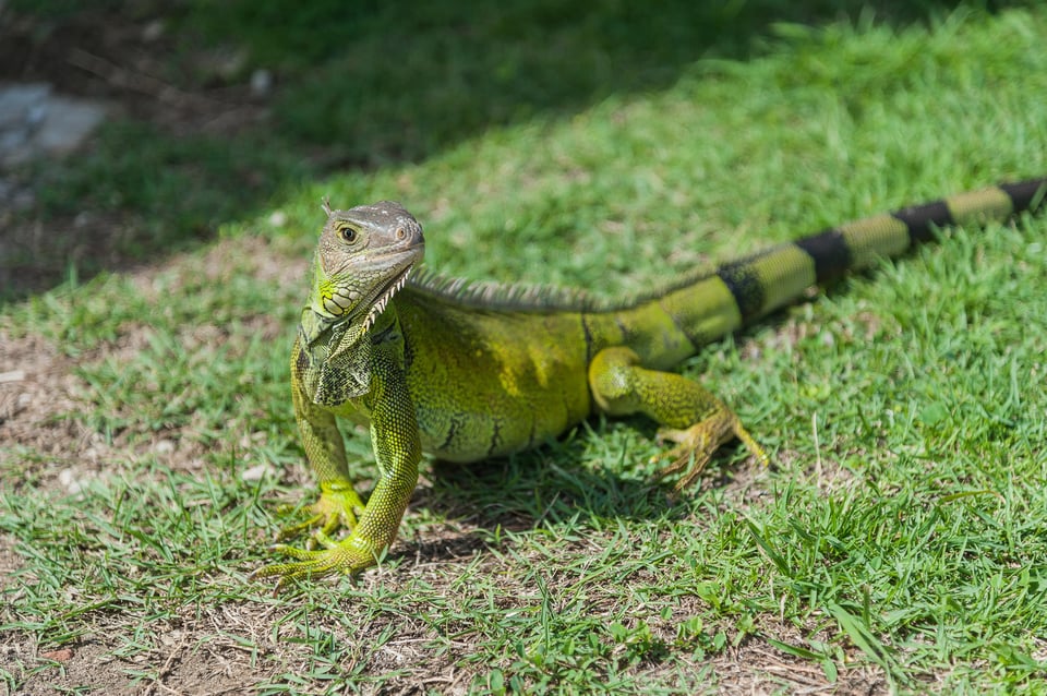 Iguana