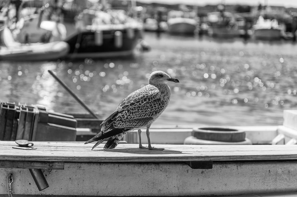 Menemsha - Martha's Vineyard #4