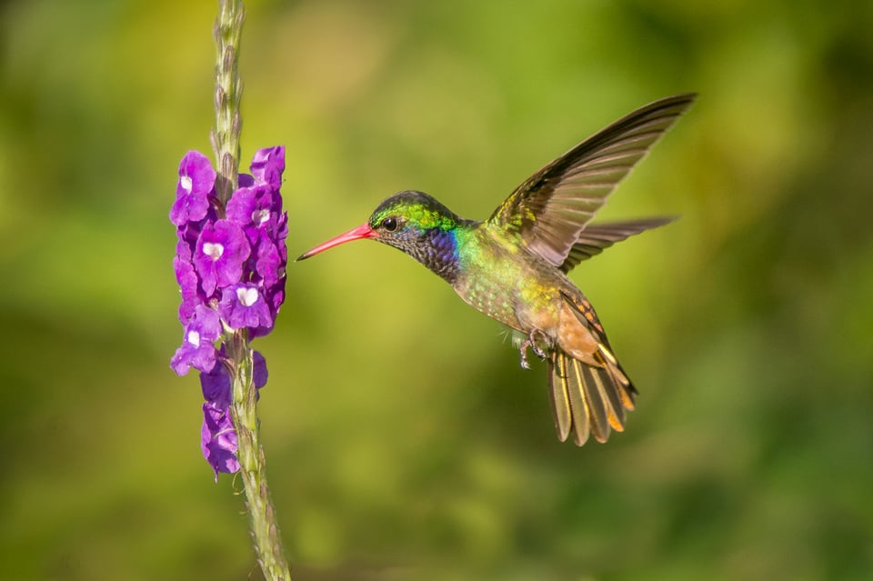 Colibri Color