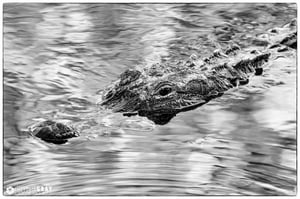 Gulf Island National Seashore Gator Pond #1