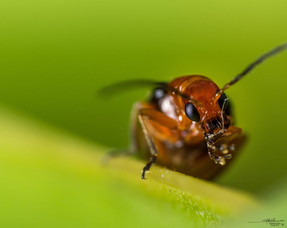 Reverse Lens Macro Technique #1