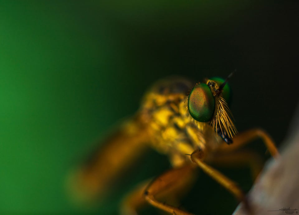 Reverse Lens Macro Technique #2