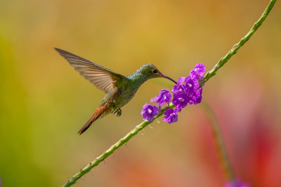 Rufous-tailed Hummingbird