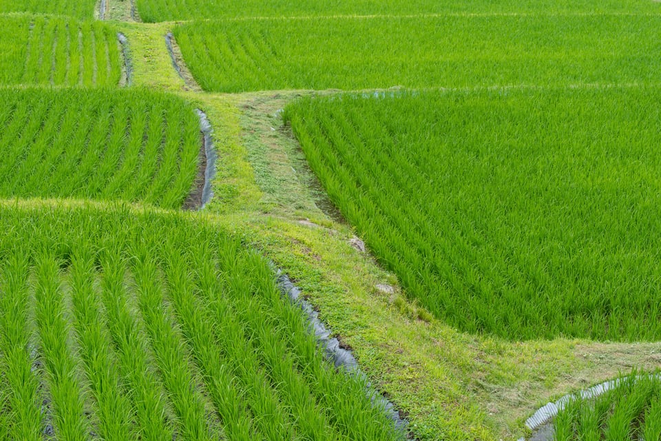 Shirakawa Village #6