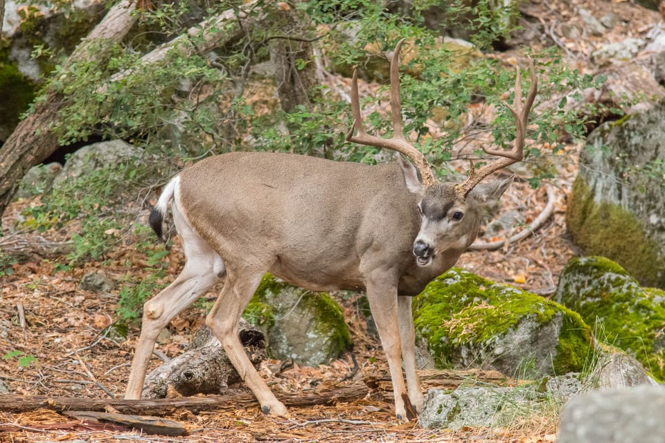 Yosemite Valley #6