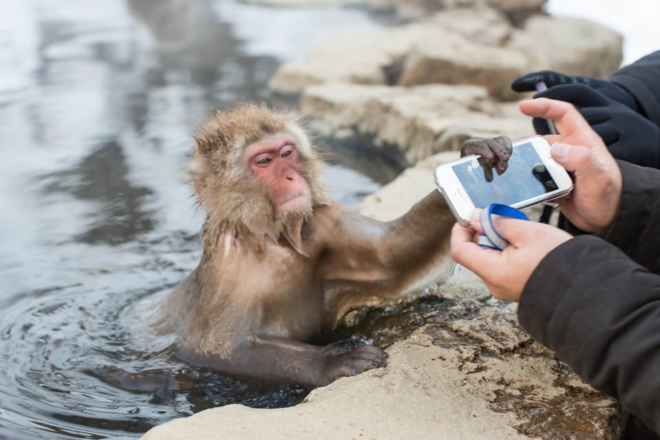 Jigokudani Snow Monkey Park #1