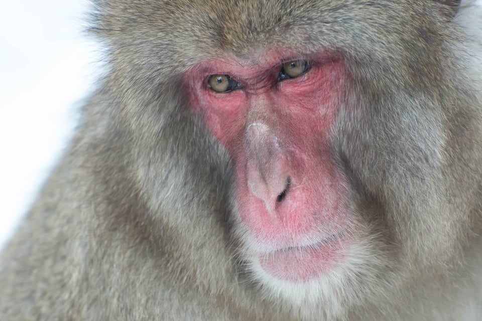 Jigokudani Snow Monkey Park #2