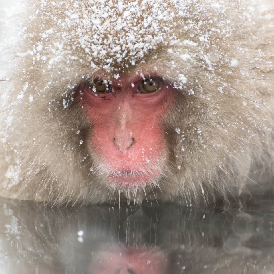 Jigokudani Snow Monkey Park #3