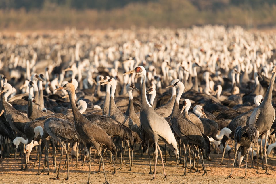 Arasaki Crane Reserve #3