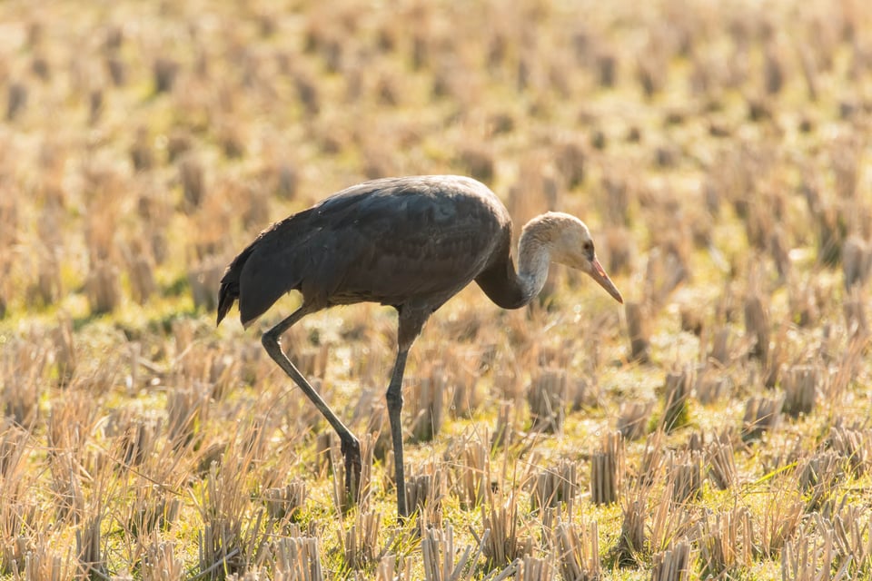 Arasaki Crane Reserve #6