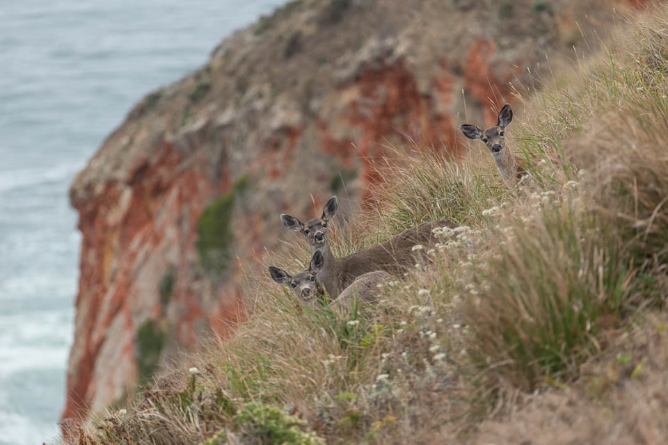 Point Reyes National Seashore #3