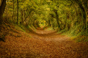 Tunnel-of-trees