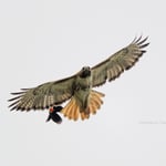 blackbird-hawk-1