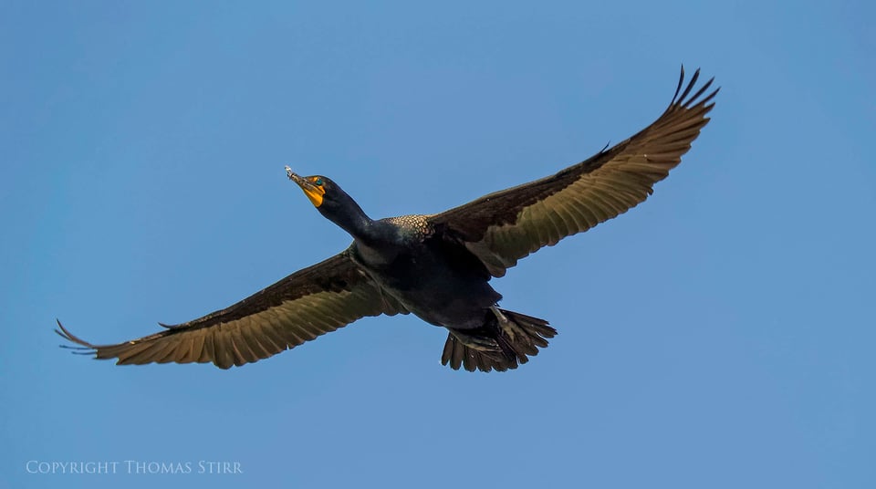 cormorants in flight 1
