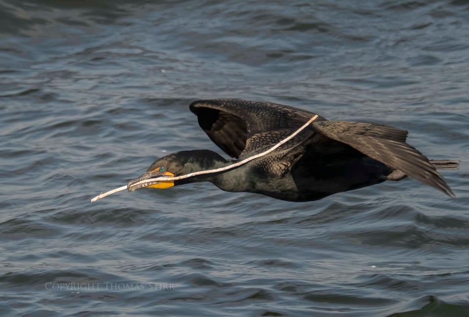 cormorants in flight 10