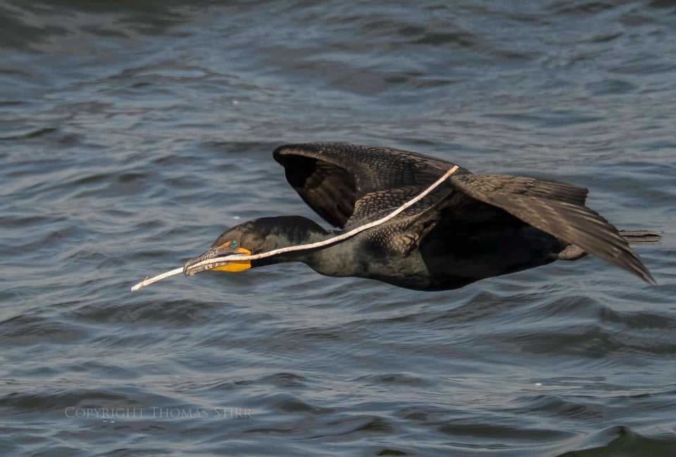 cormorants in flight 10 cormorants in flight 10