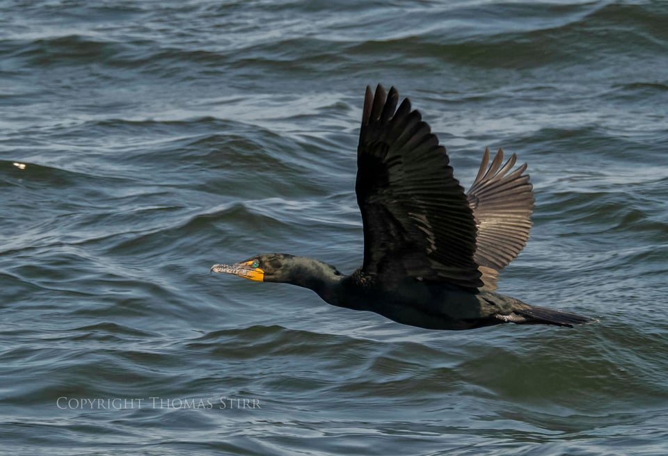 cormorants in flight 11