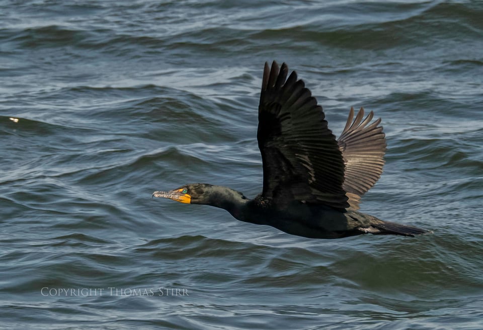 cormorants in flight 11 cormorants in flight 11