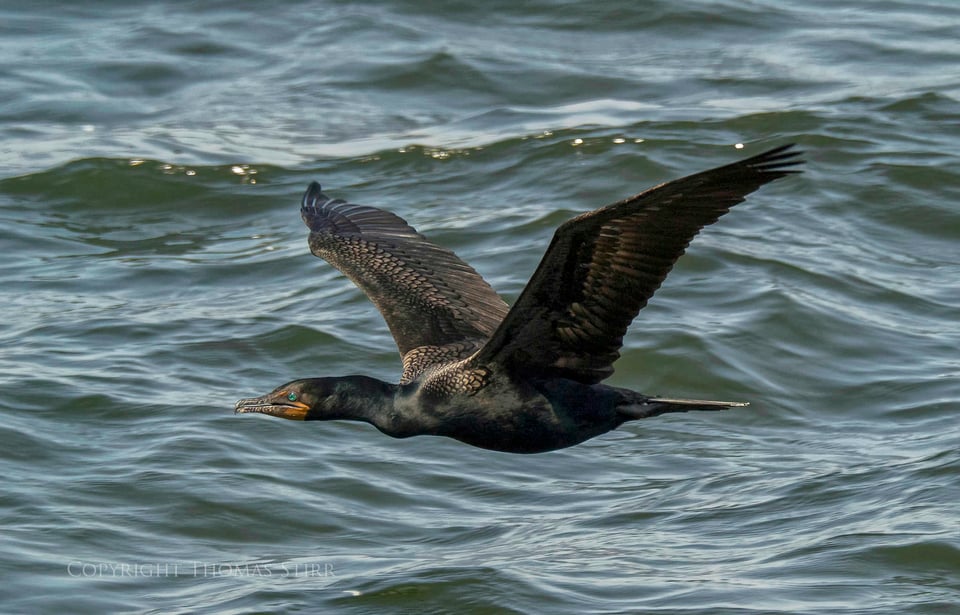 cormorants in flight 12