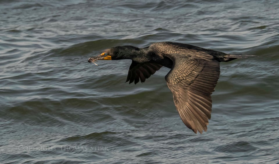cormorants in flight 13