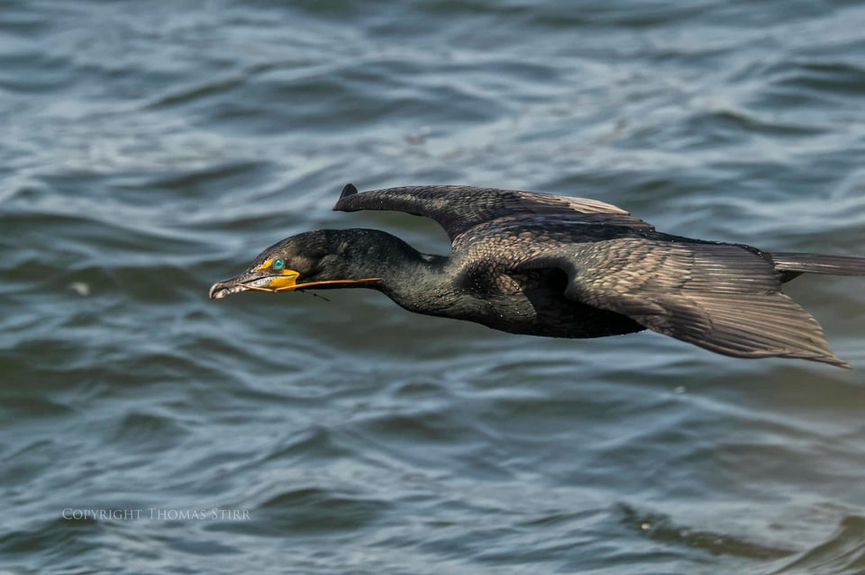 cormorants in flight 14