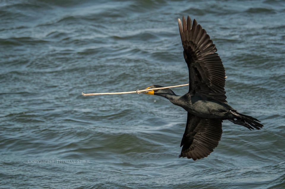 cormorants in flight 15