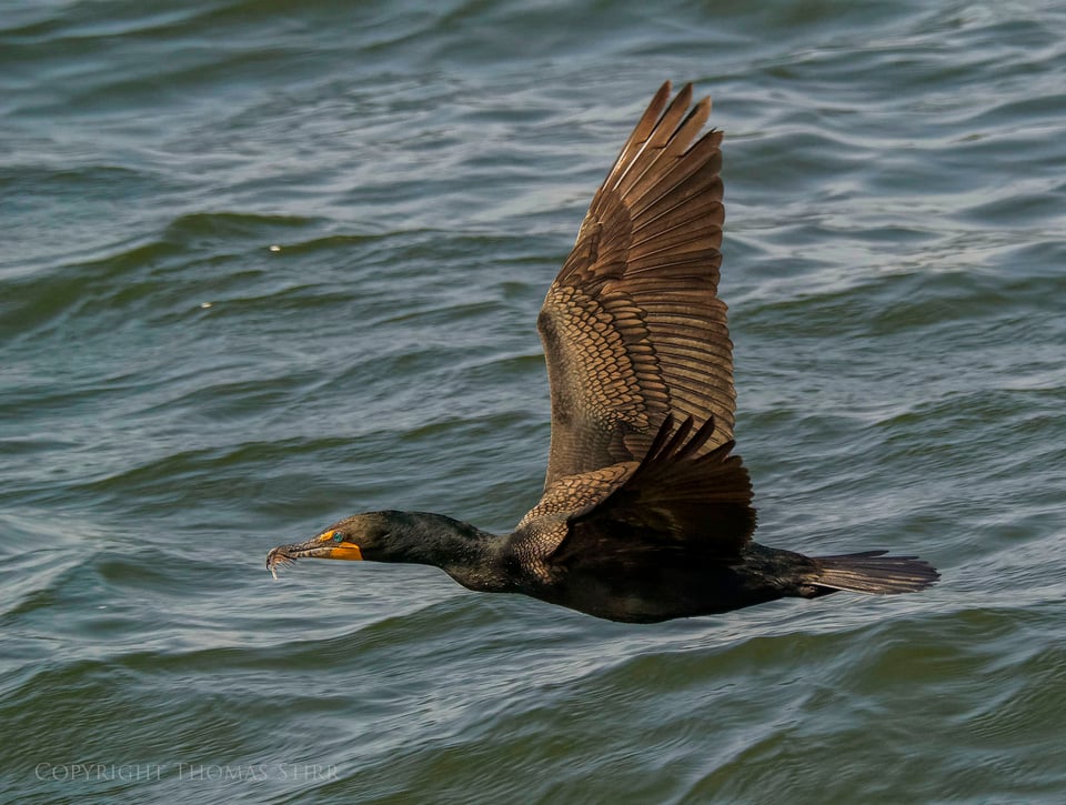 cormorants in flight 16