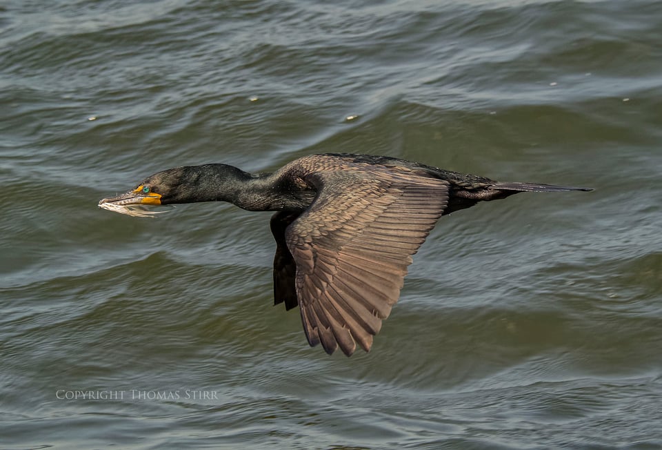 cormorants in flight 17