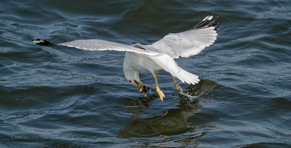 cormorants in flight 19