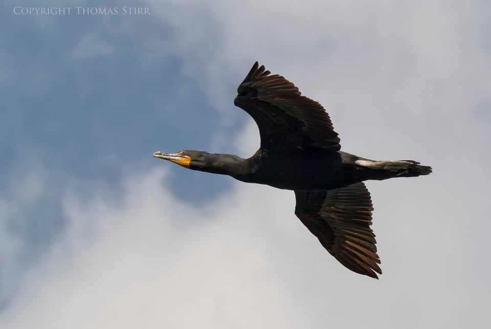 cormorants in flight 2