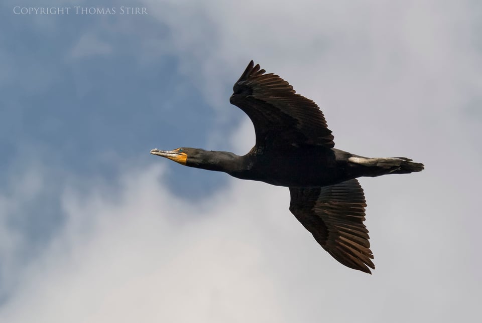 cormorants in flight 2 cormorants in flight 2