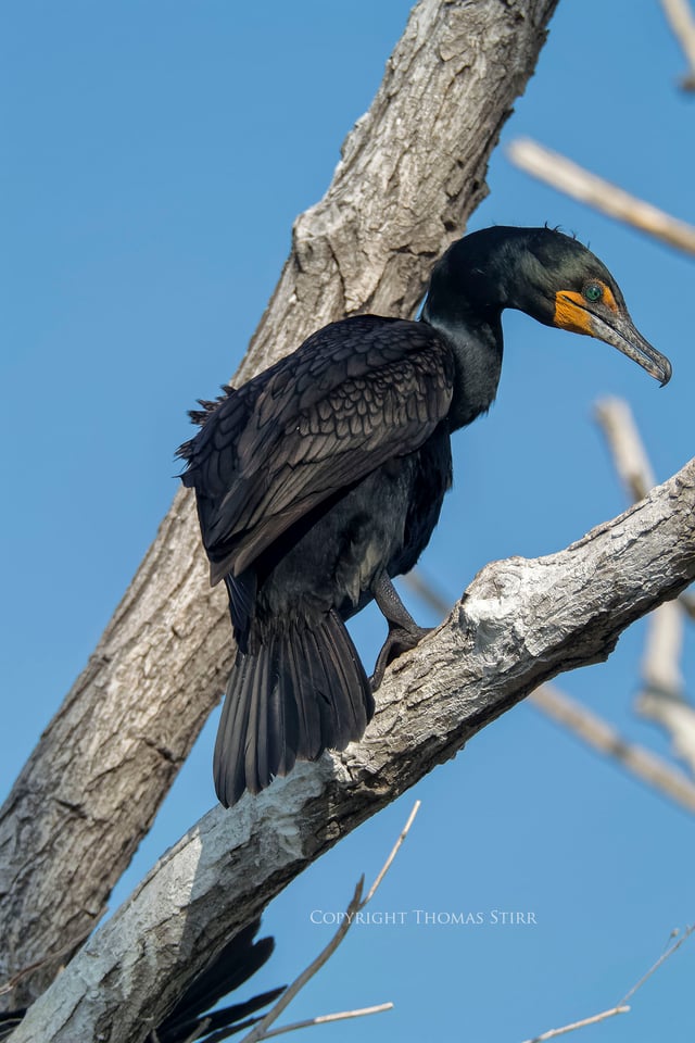cormorants in flight 22