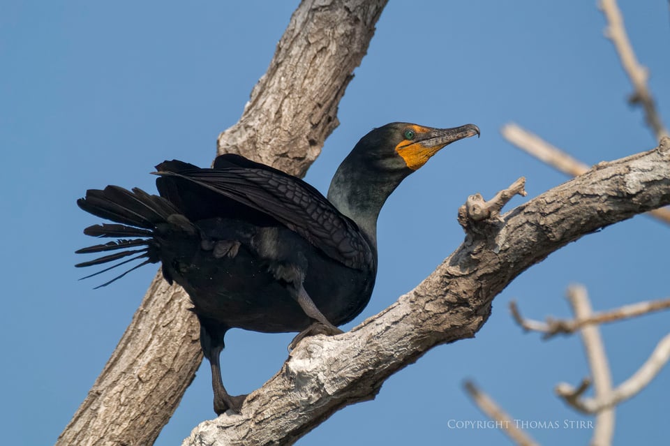 cormorants in flight 23