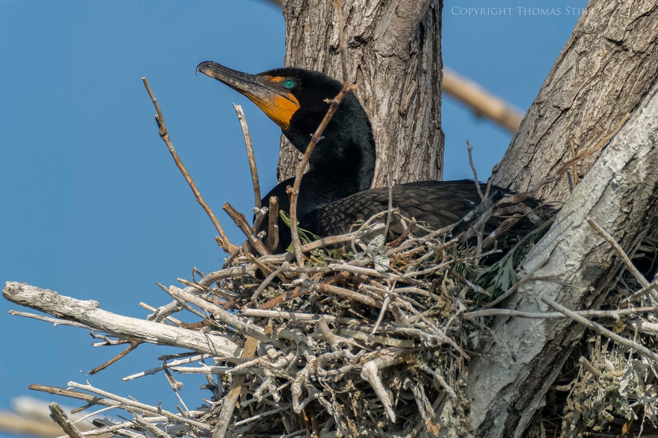 cormorants in flight 24