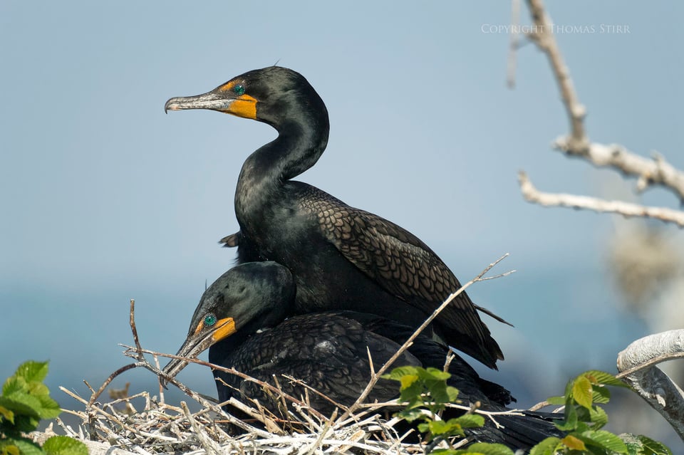 cormorants in flight 25 cormorants in flight 25