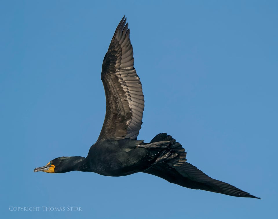 cormorants in flight 3 cormorants in flight 3