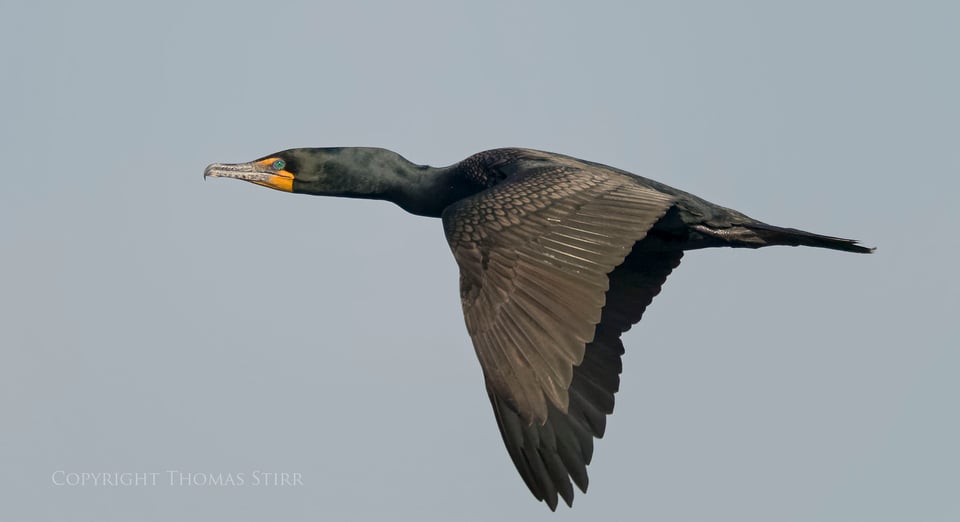 cormorants in flight 4 cormorants in flight 4