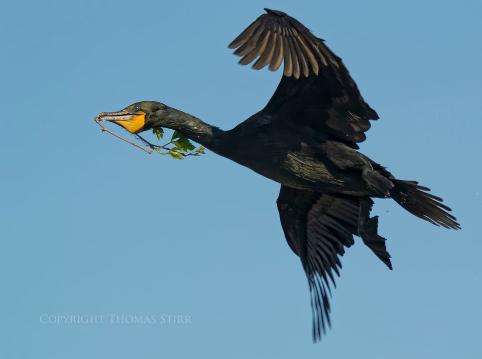 cormorants in flight 5 cormorants in flight 5