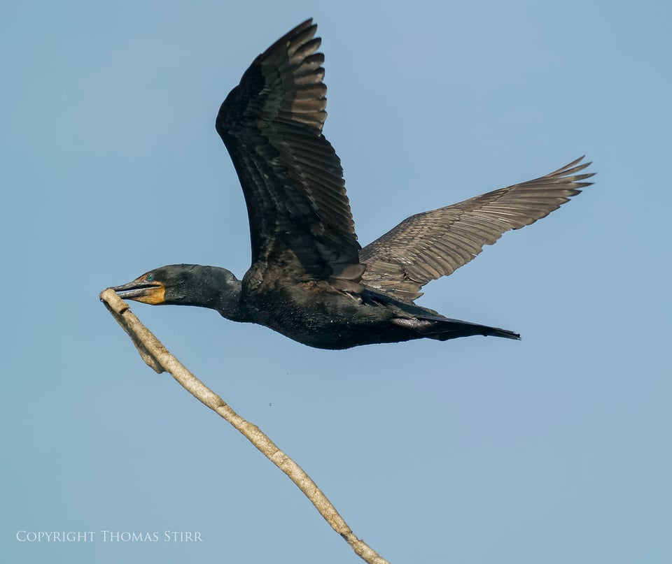 cormorants in flight 6 cormorants in flight 6