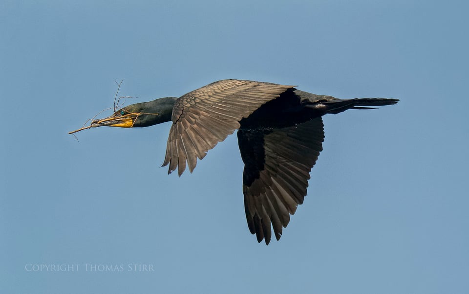 cormorants in flight 7