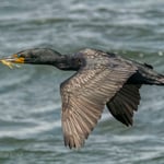 cormorants in flight 8