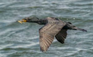 cormorants in flight 8