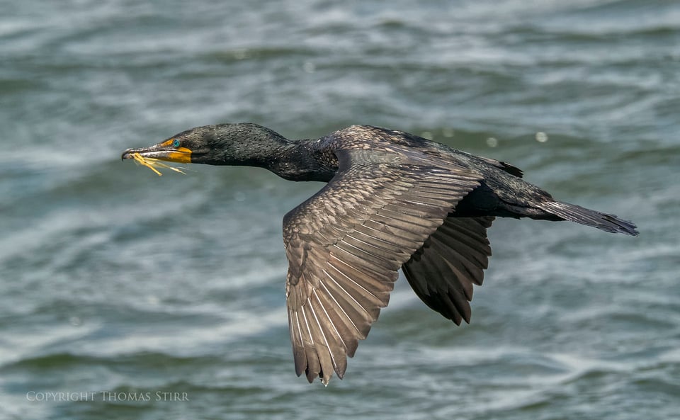 cormorants in flight 8 cormorants in flight 8