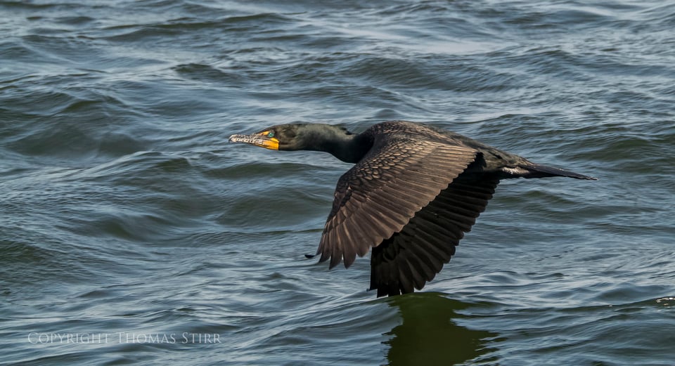 cormorants in flight 9