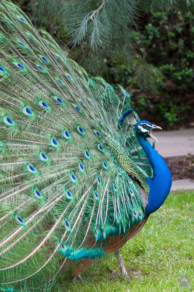 Los Angeles County Arboretum and Botanic Garden #5