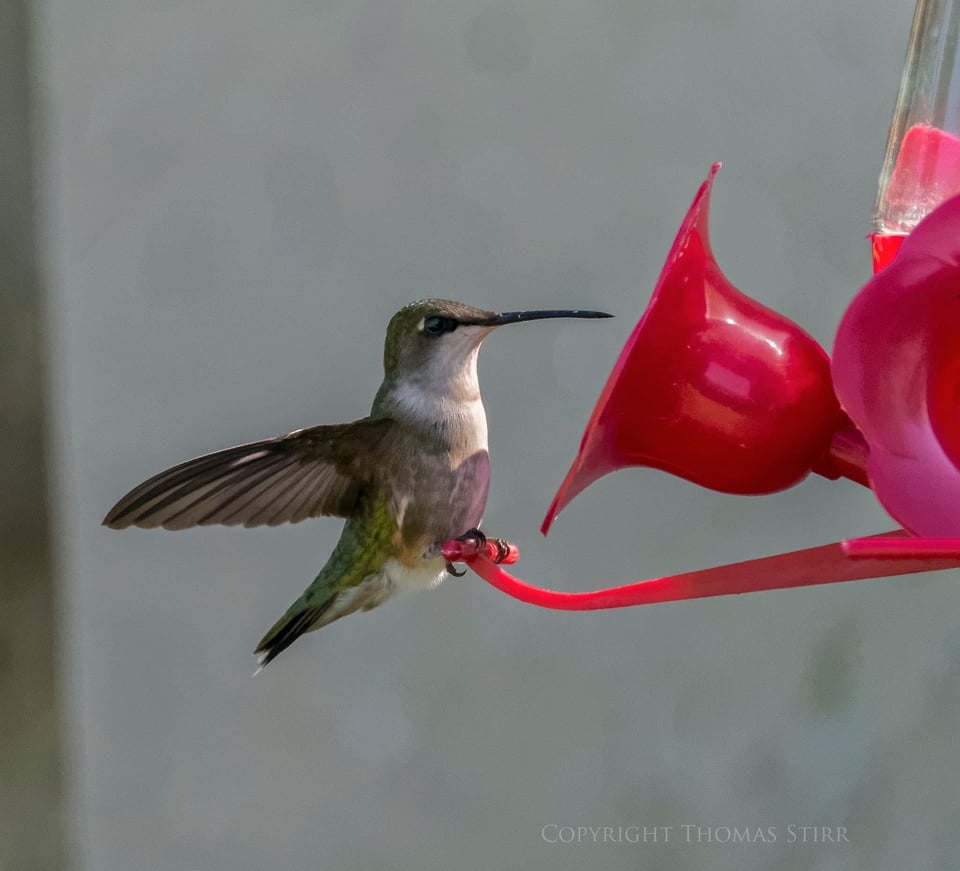 hummingbird 1