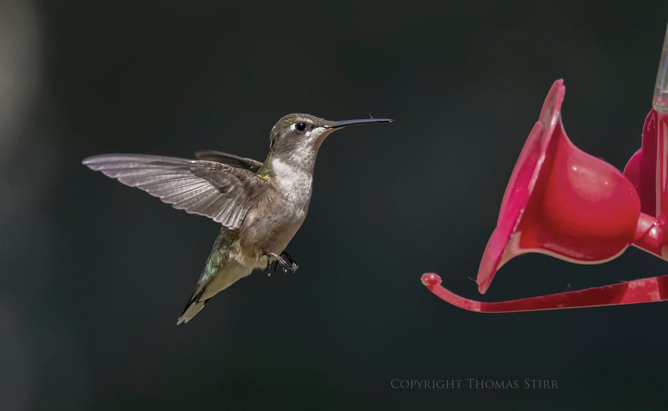 hummingbird 10