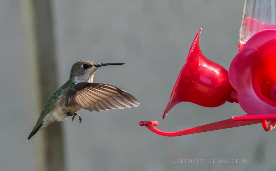 hummingbird 2
