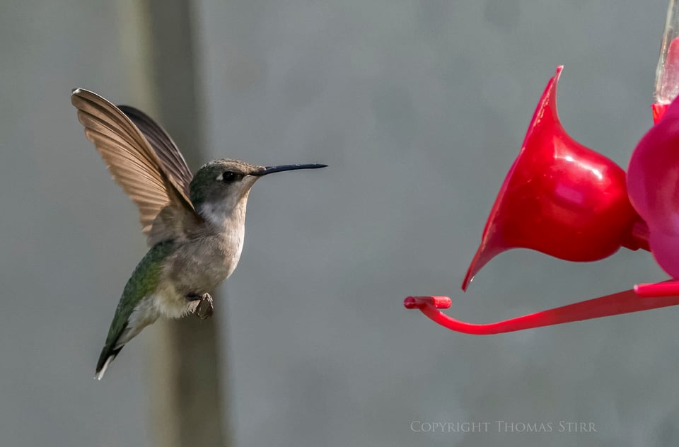 hummingbird 3