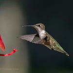 hummingbird 4